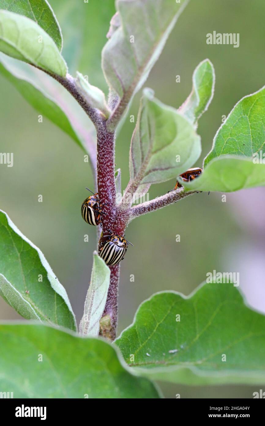 Barbabietola da patate o Colorado - Leptinotarsa decemlineata su melanzana. Questo insetto può danneggiare le foglie e i frutti di melanzana. Foto Stock