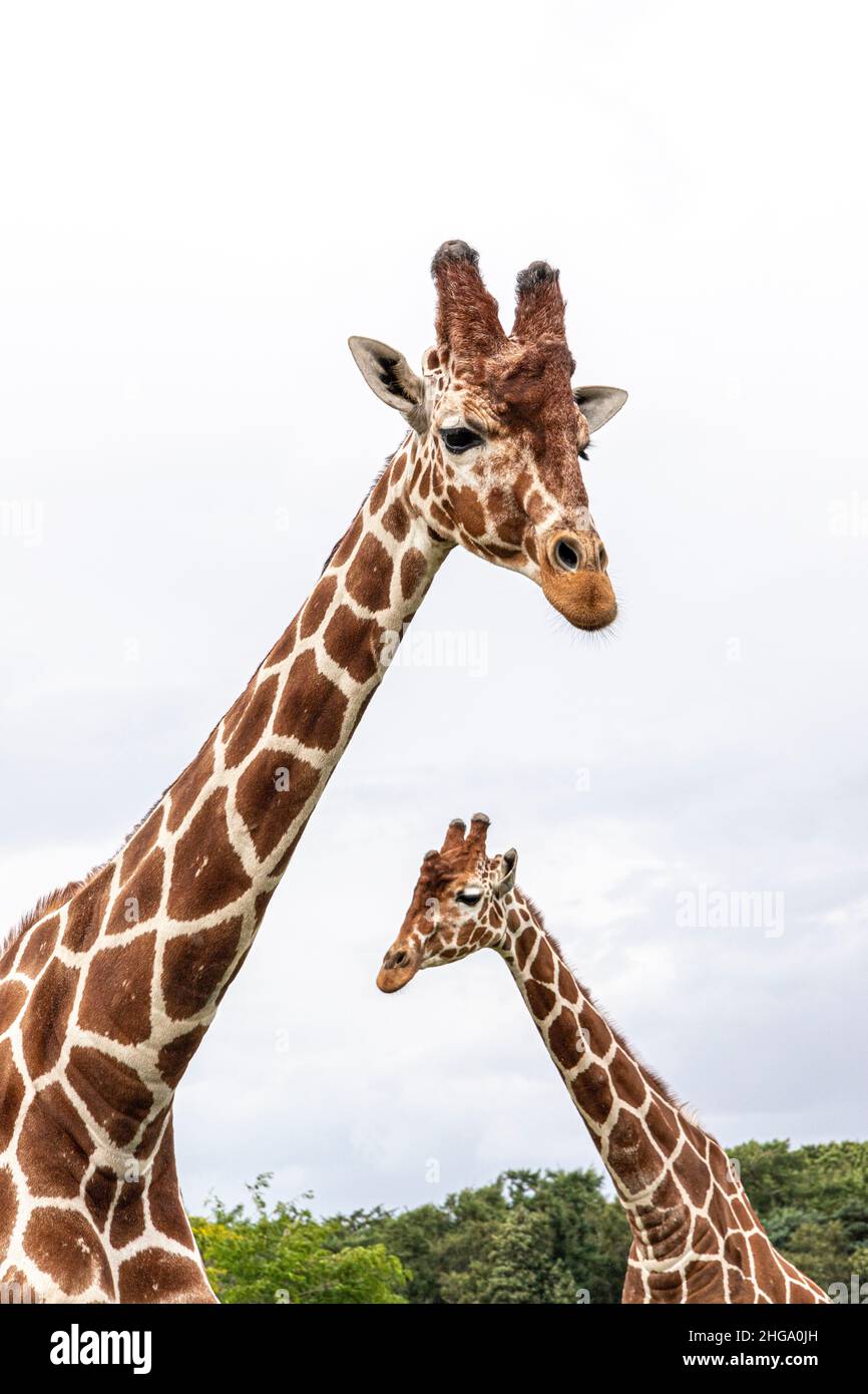 Giraffe curiosi allo Yorkshire Wildlife Park vicino a Doncaster, South Yorkshire Regno Unito Foto Stock