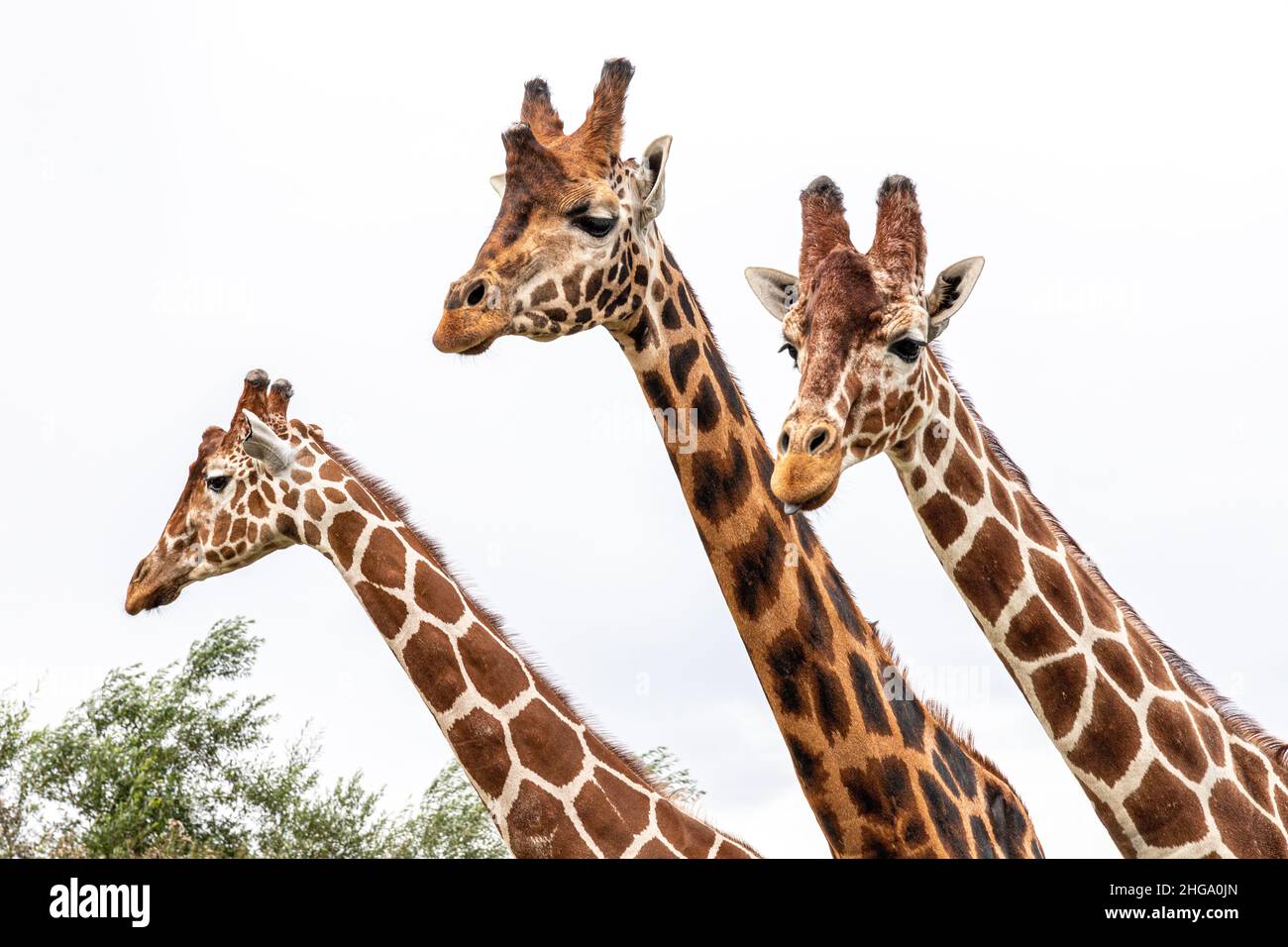 Giraffe curiosi allo Yorkshire Wildlife Park vicino a Doncaster, South Yorkshire Regno Unito Foto Stock