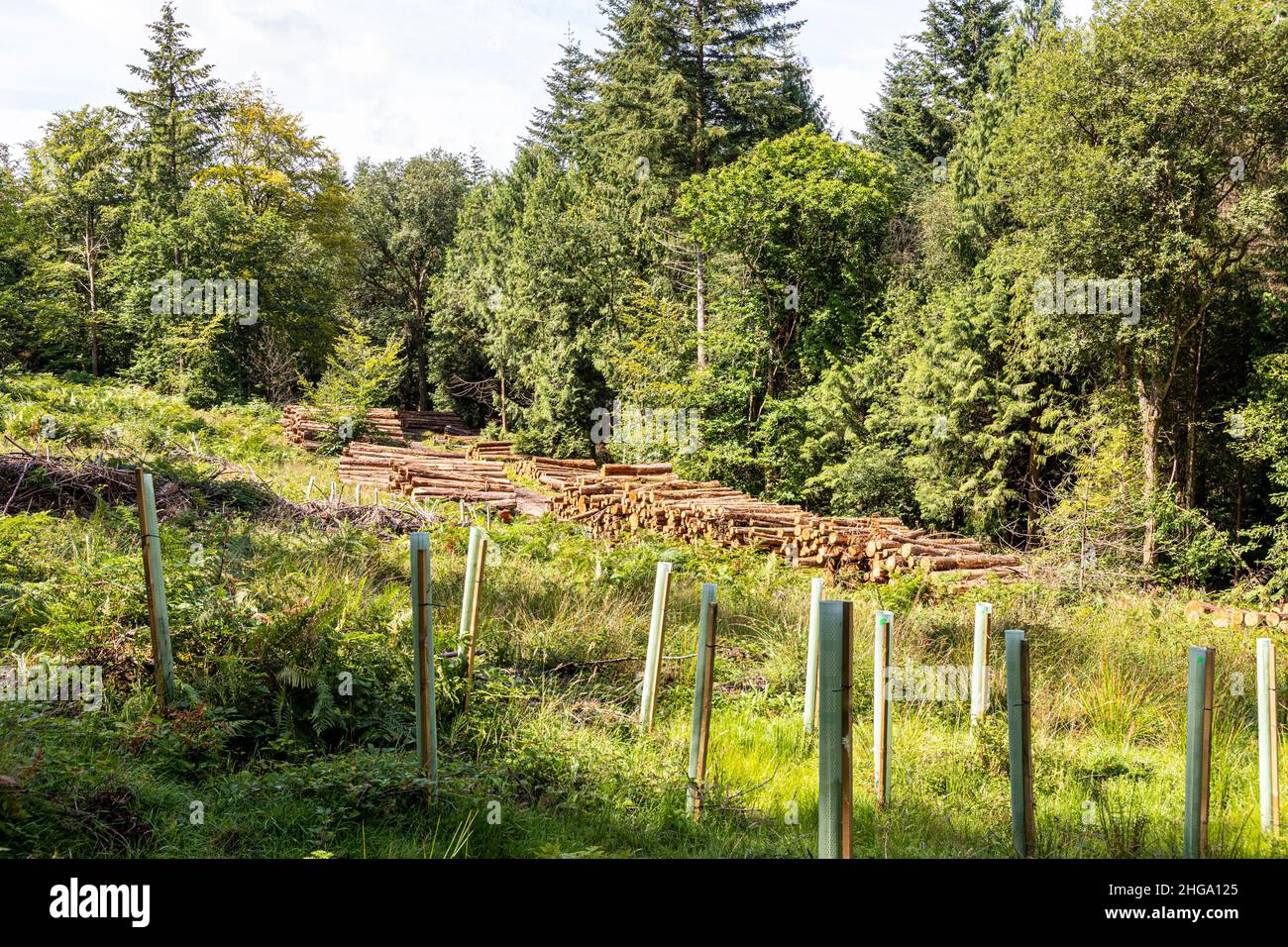 Alberi maturi, legno sgranato e reimpianto nella Foresta di Dean vicino Beechenhurst Lodge, Coleford, Gloucestershire.UK Foto Stock