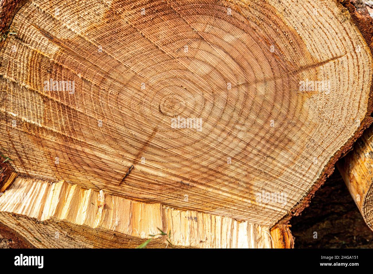 Anelli concentrici di data su un ceppo di legno di resinosi segato nella Foresta di Dean vicino Cannop, Coleford, Gloucestershire.UK Foto Stock