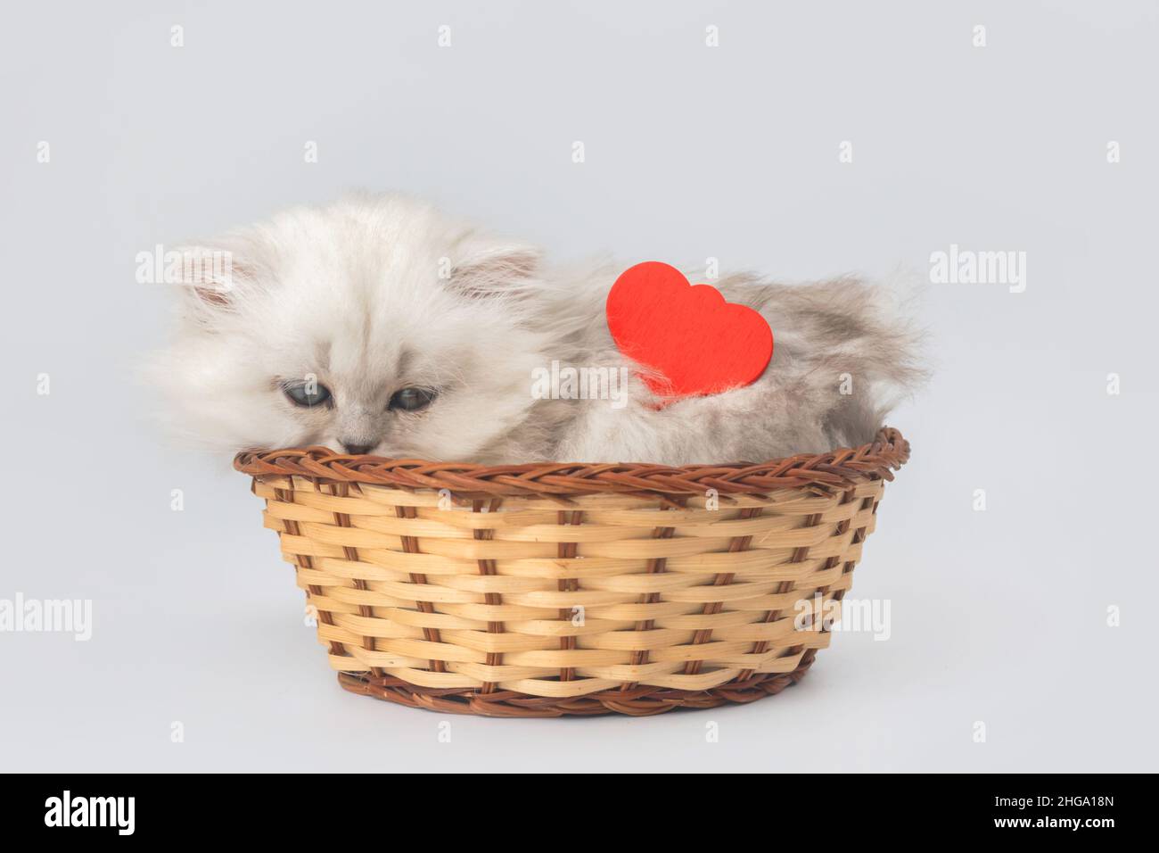 Carino gattino con cuore rosso. San Valentino sfondo giorno. 14th Febbraio cartolina o disegno di saluti. Razza longhair britannica Foto Stock