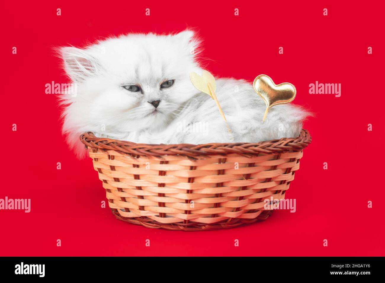 Carino gattino con cuori. San Valentino, sfondo rosso. Amore, 14th febbraio cartolina o saluti design. Razza longhair britannica Foto Stock
