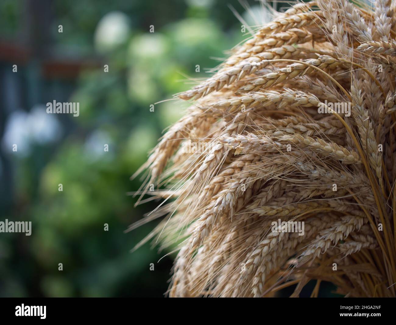 Spighe di grano maturo prese in primo piano. Spazio per il testo. Foto Stock