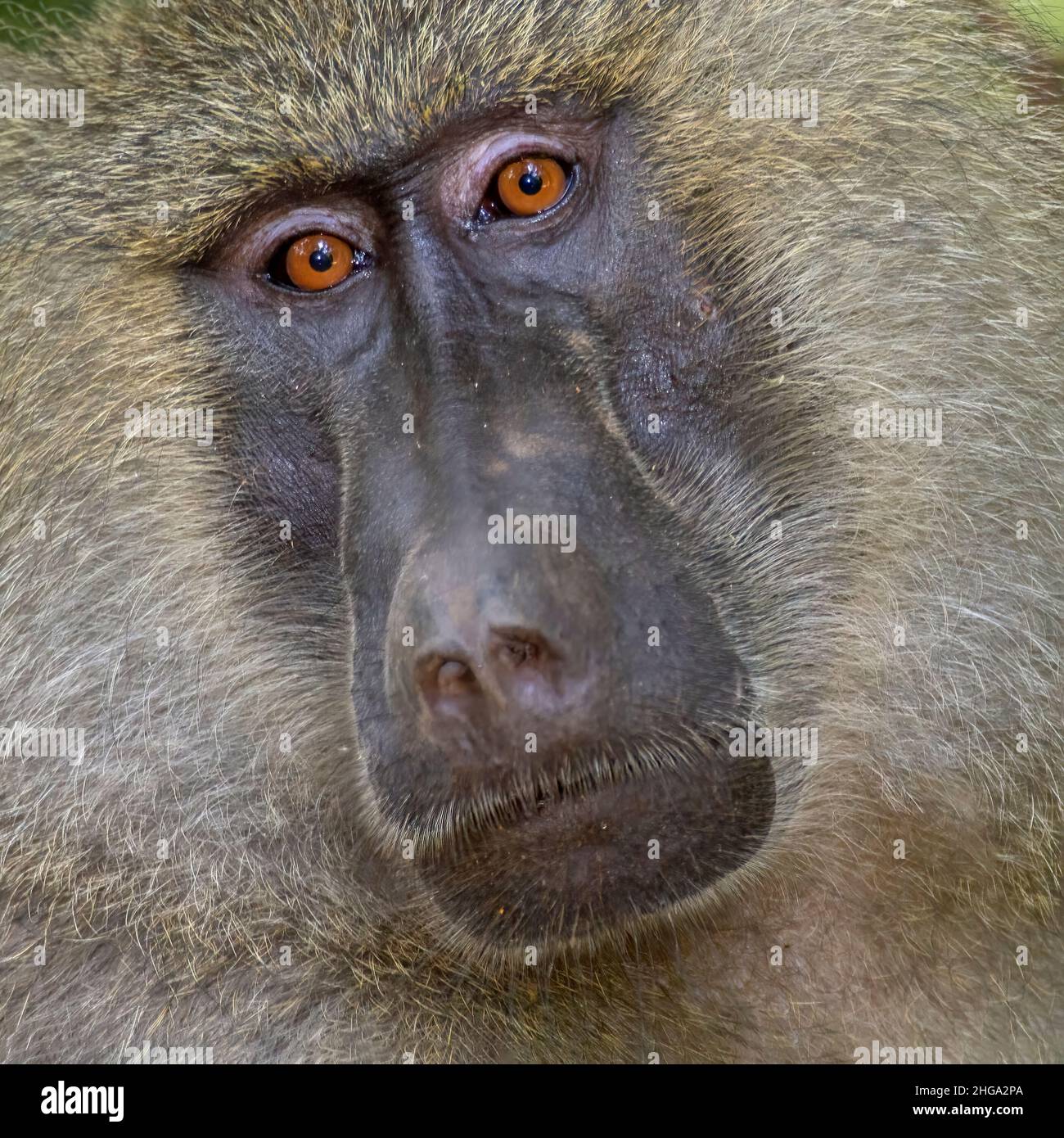 Ritratto di baboon d'oliva adulto (Papio anubis), Parco Nazionale del Lago Manyara, Tanzania, Africa. Foto Stock