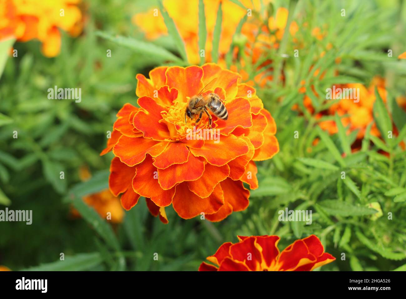 tagetes, marigold, studentenblume Foto Stock