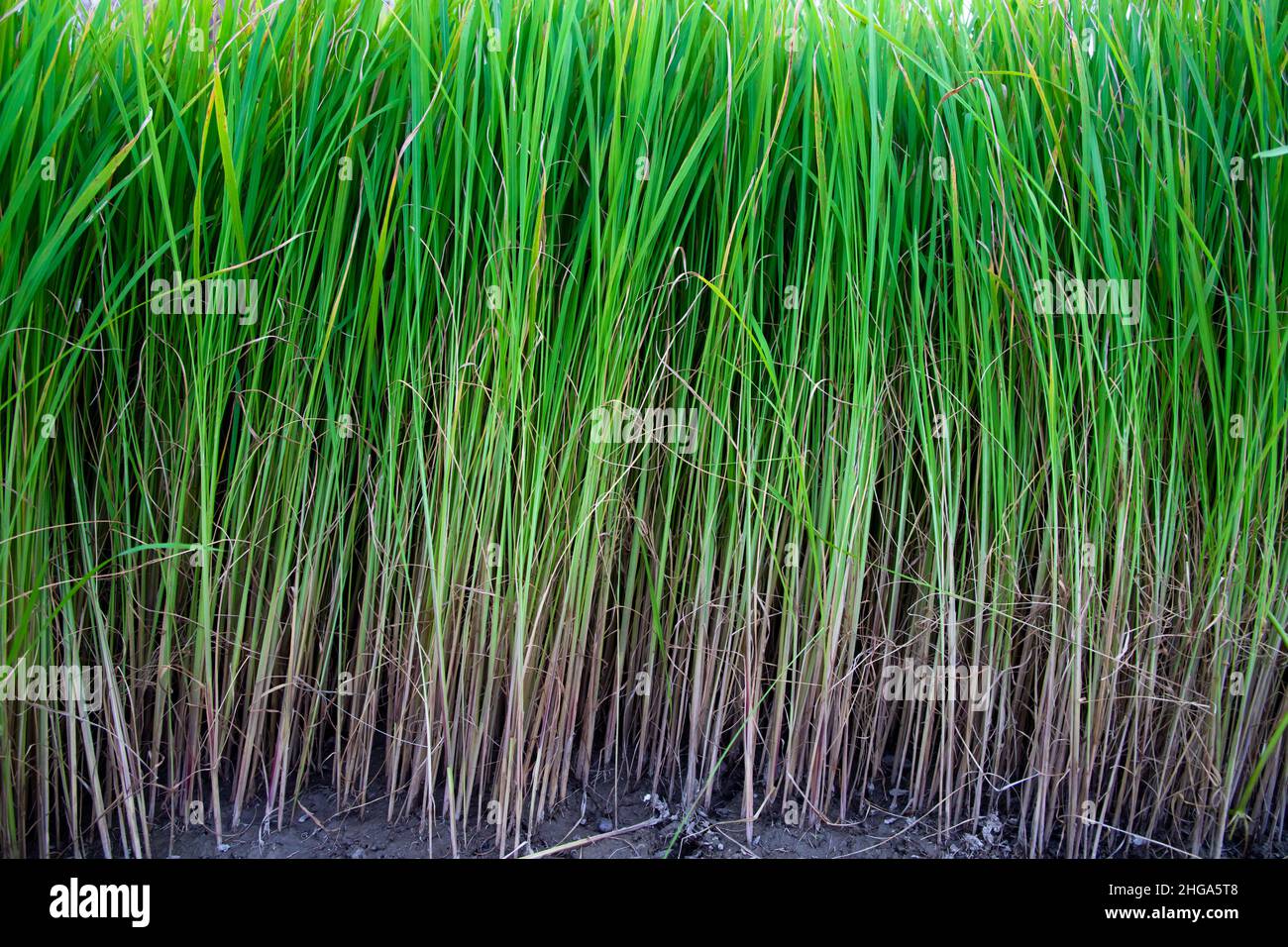 Green Paddy Tree Plants-Rice Plant-Green background Texture Foto Stock