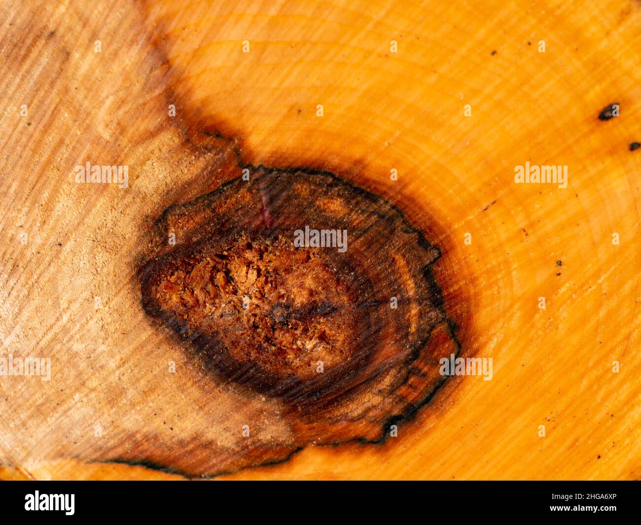 Sezione trasversale di un tronco di albero malato cavo Foto Stock