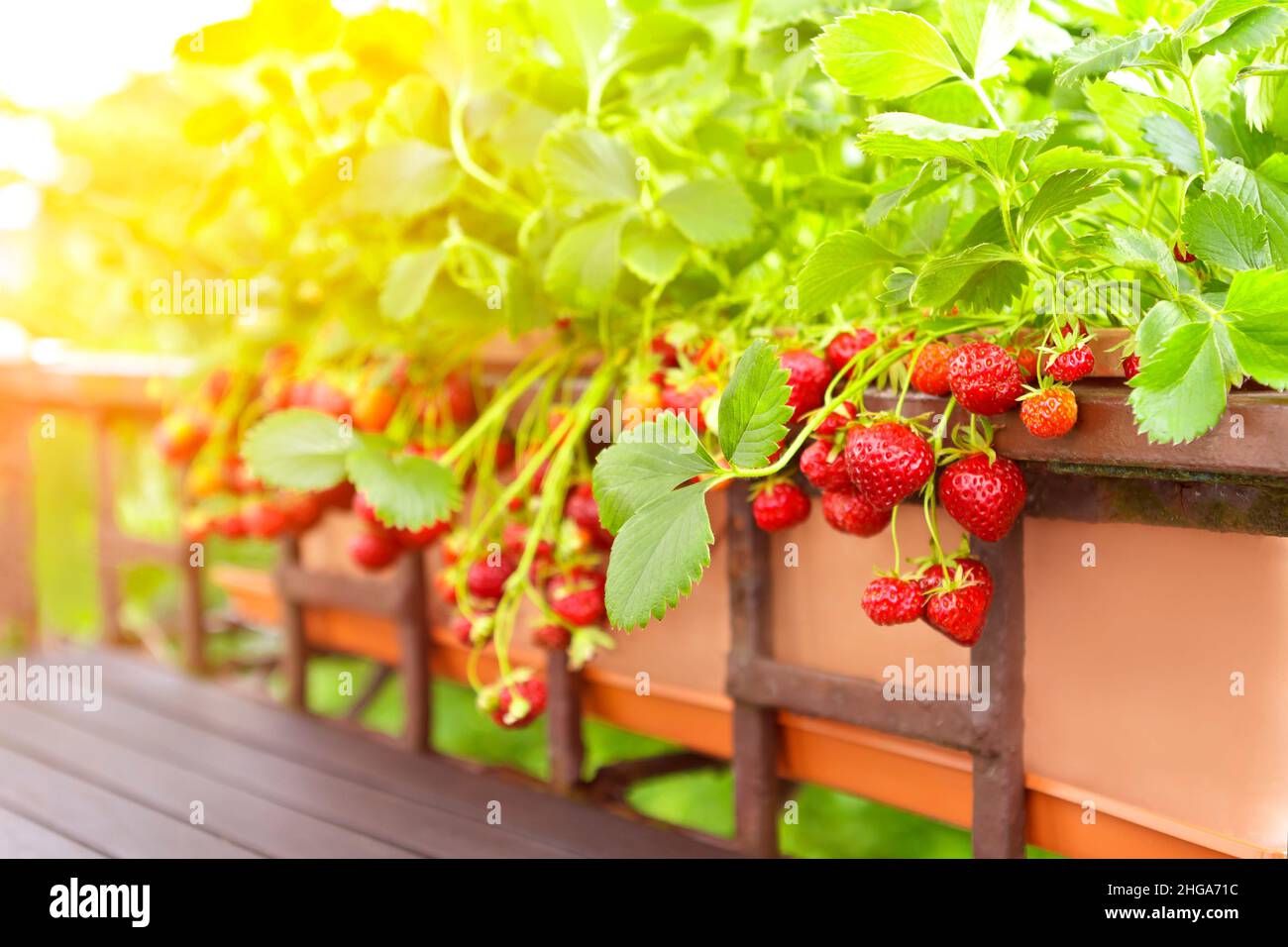 Piante di fragole con un sacco di fragole rosse mature in un balcone ringhiera piantatrice, appartamento o contenitore giardinaggio concetto. Foto Stock