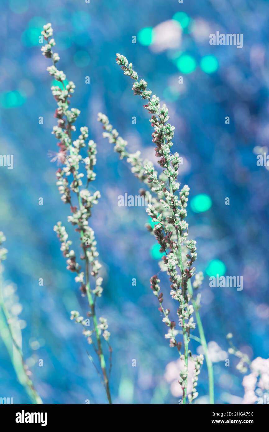 I fiori di iriope muscari si avvicinano, foto naturali dalle tonalità blu con fuoco delicato selettivo e sfondo sfocato Foto Stock