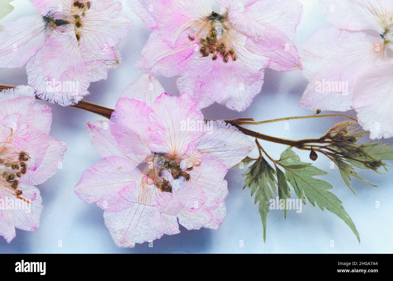 Fiori rosa secchi di ciliegio giapponese, primo piano, decorazione naturale foto di sfondo Foto Stock