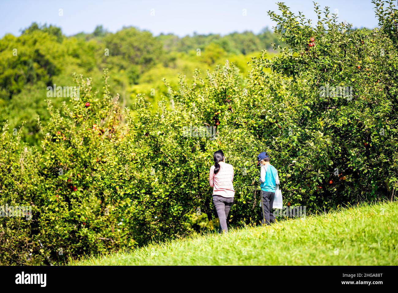 Markham, Stati Uniti d'America - 7 settembre 2020: Fattoria di orchard di Apple nel nord della Virginia con la famiglia della gente del candido in maschera facciale durante la raccolta di frutta sul verde g Foto Stock