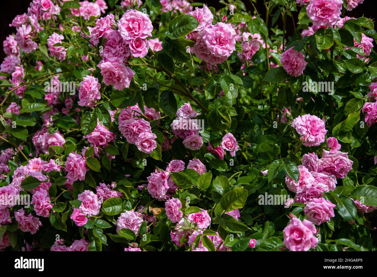 Una siepe di rose rosa Foto Stock