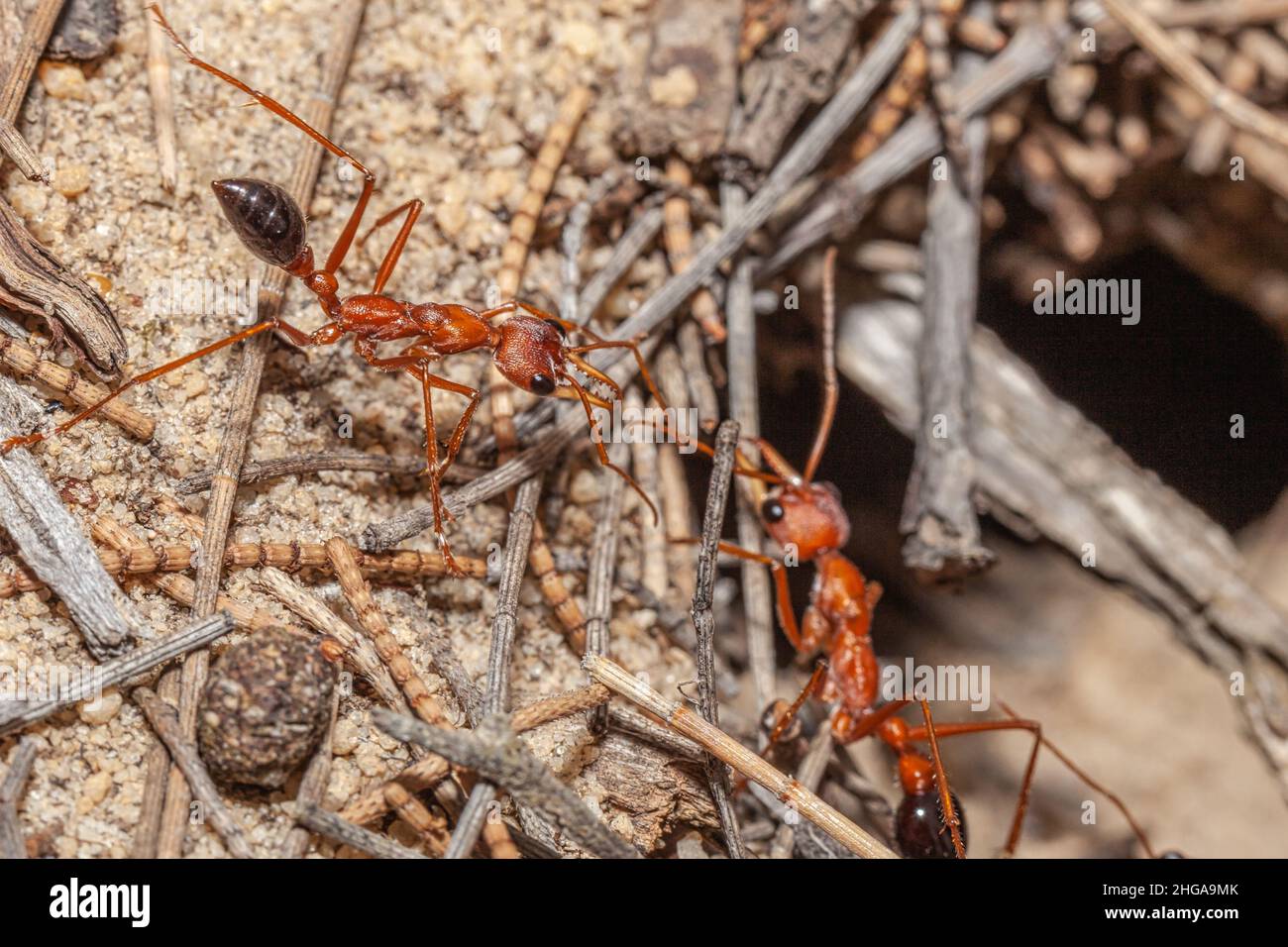 Primo piano di una toro gigante australiano ANT, mirmecia gratiosa, con occhi e mandibole a fuoco che camminano su ramoscelli e si guardano sul bordo del nido formico entr Foto Stock