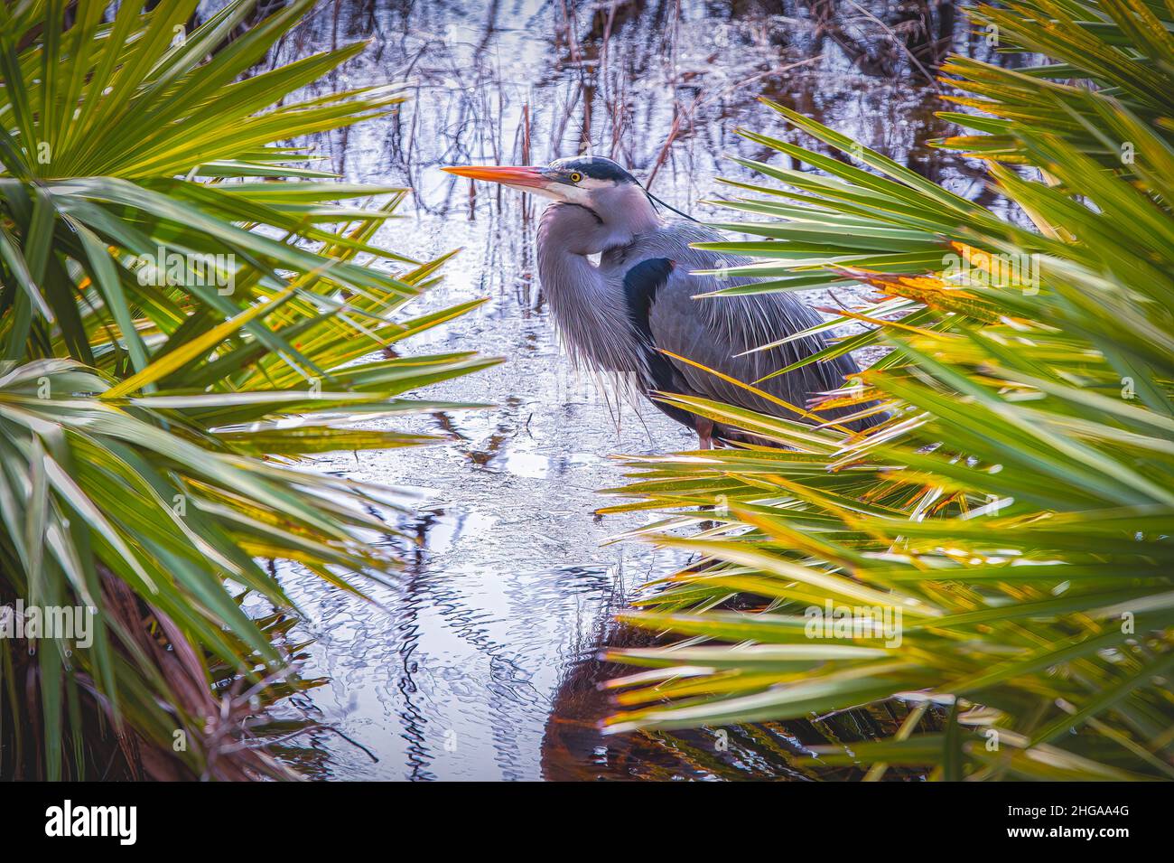 Great Blue Heron al St. Andrews state Park, Panama City, Florida Foto Stock