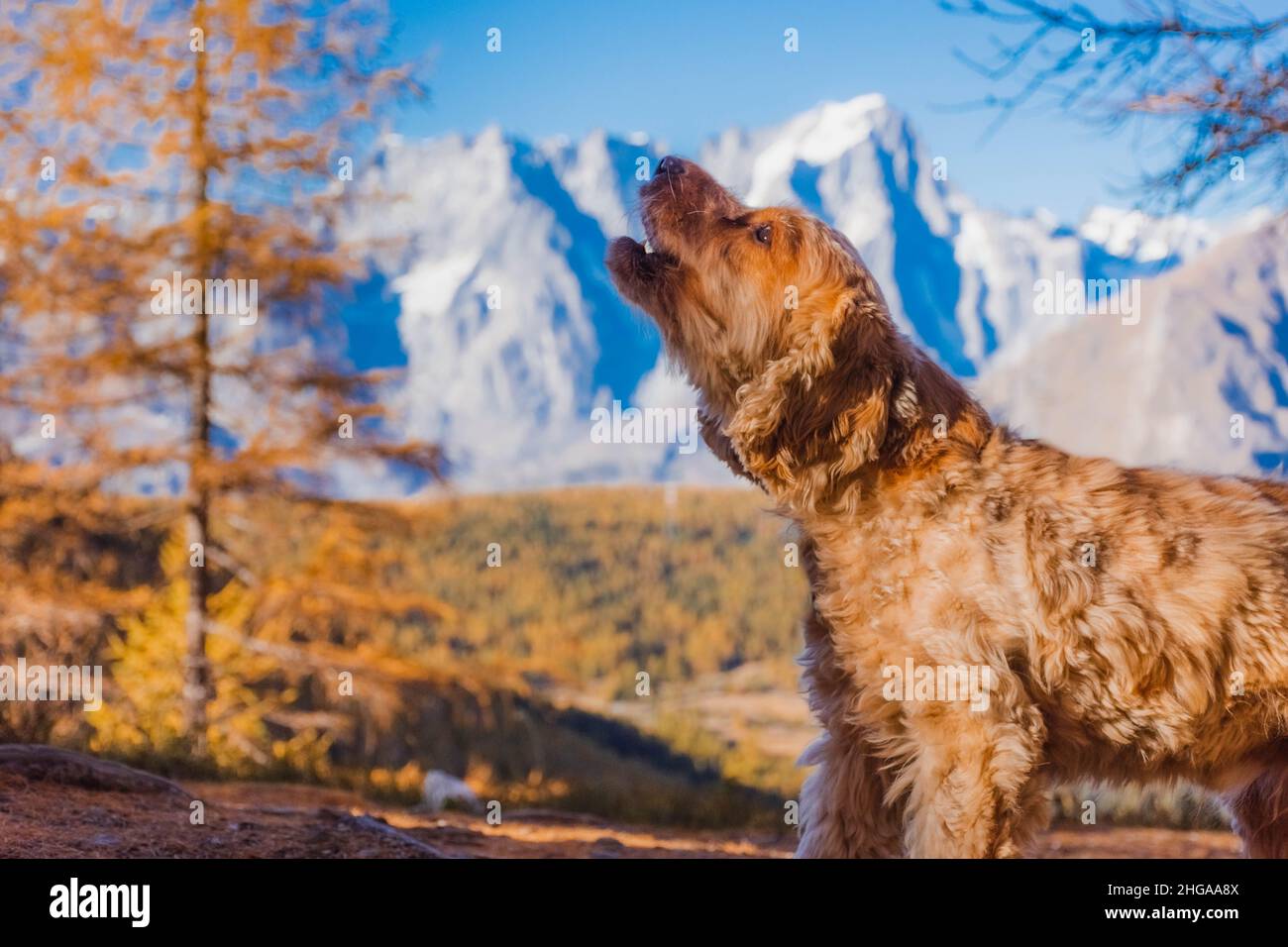 Carino cocker spaniel baying con montagna autunnale sullo sfondo, Italia Foto Stock