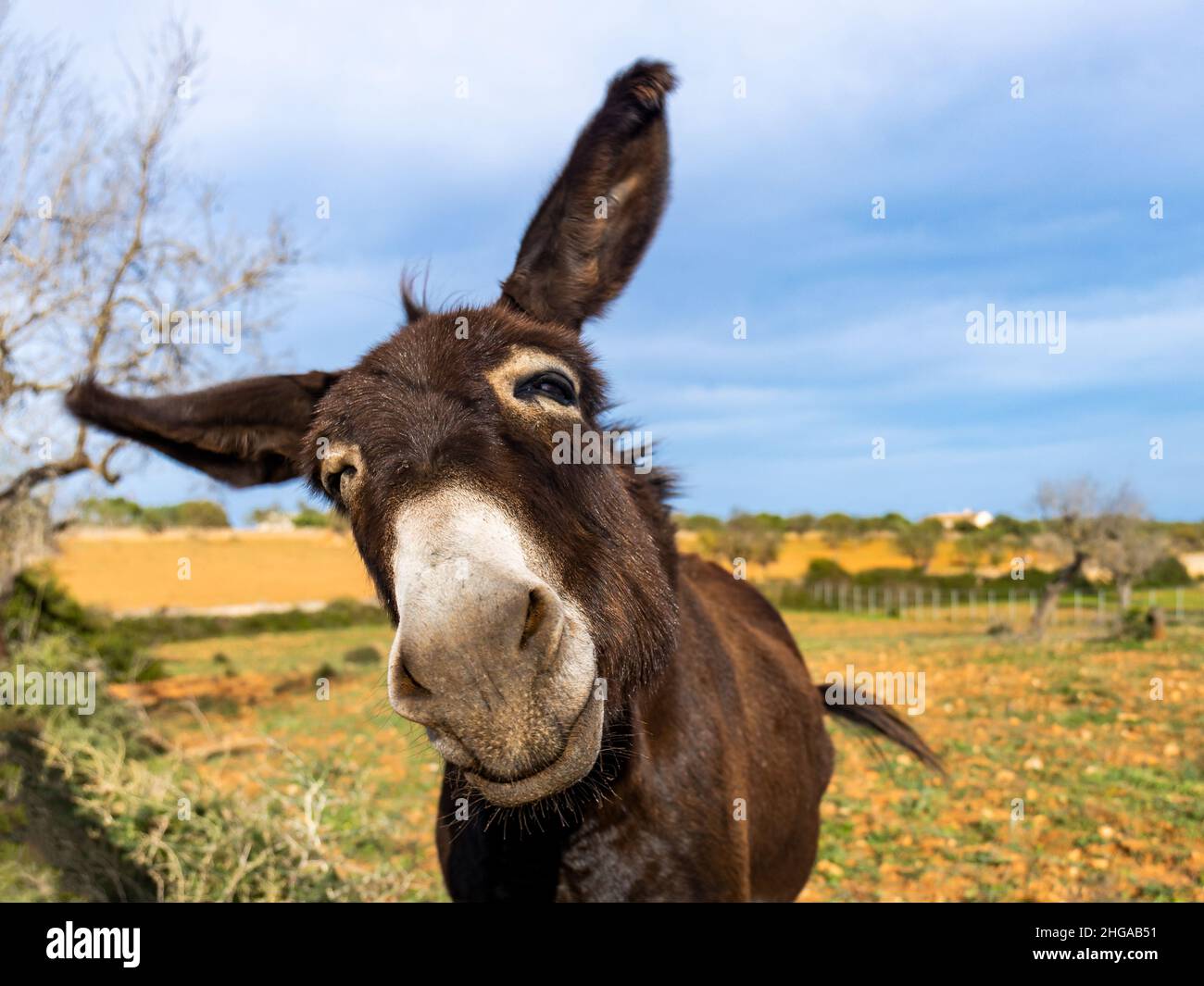 Asino a Maiorca, Maiorca, Isole Baleari, Spagna Foto Stock