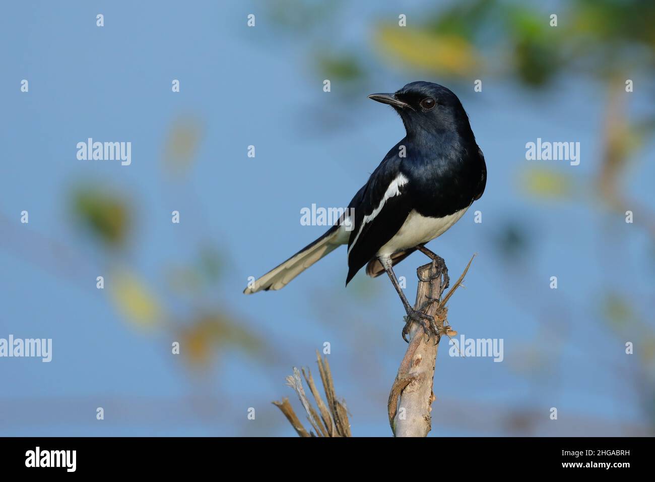 Rapina orientale Magpie Foto Stock