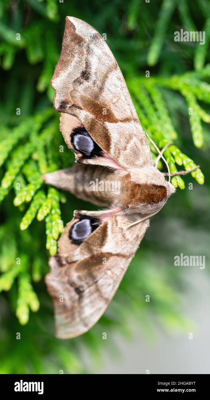 La falena Shaggy con gli occhi si siede su thuja branches macro fotografia. Una pelosa falena notturna si sta nascondendo nel giardino addensa da vicino. Un'immagine rappresentata di un bu Foto Stock