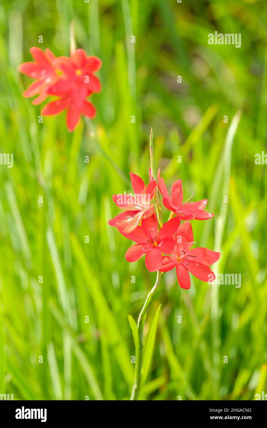 Hesperantha coccinea 'Major', giglio di bandiera di cremisi 'Major'. Autunno fioritura fiori rossi Foto Stock