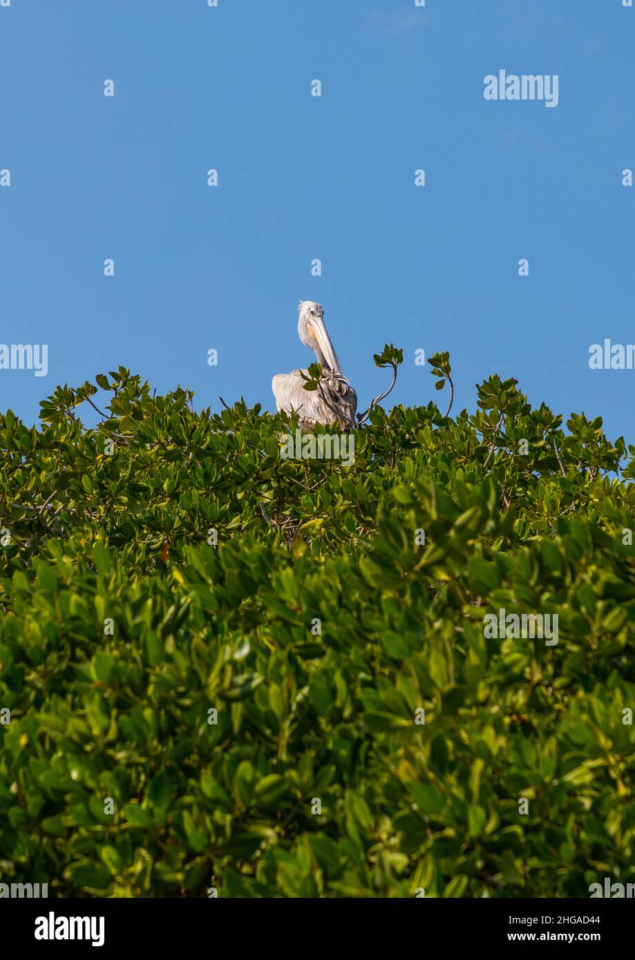 Nido Pelican nella mangrovia, provincia di Jazan, Farasan, Arabia Saudita Foto Stock