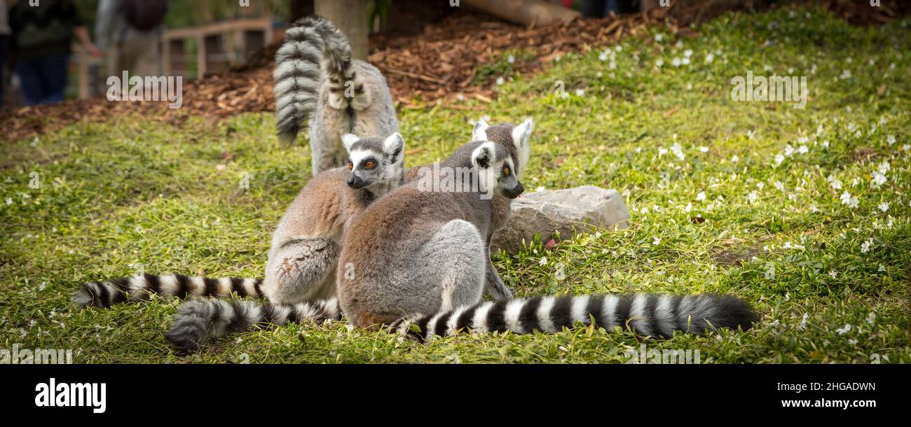 famiglia di scimmie lemure sullo sfondo verde erba banner Foto Stock