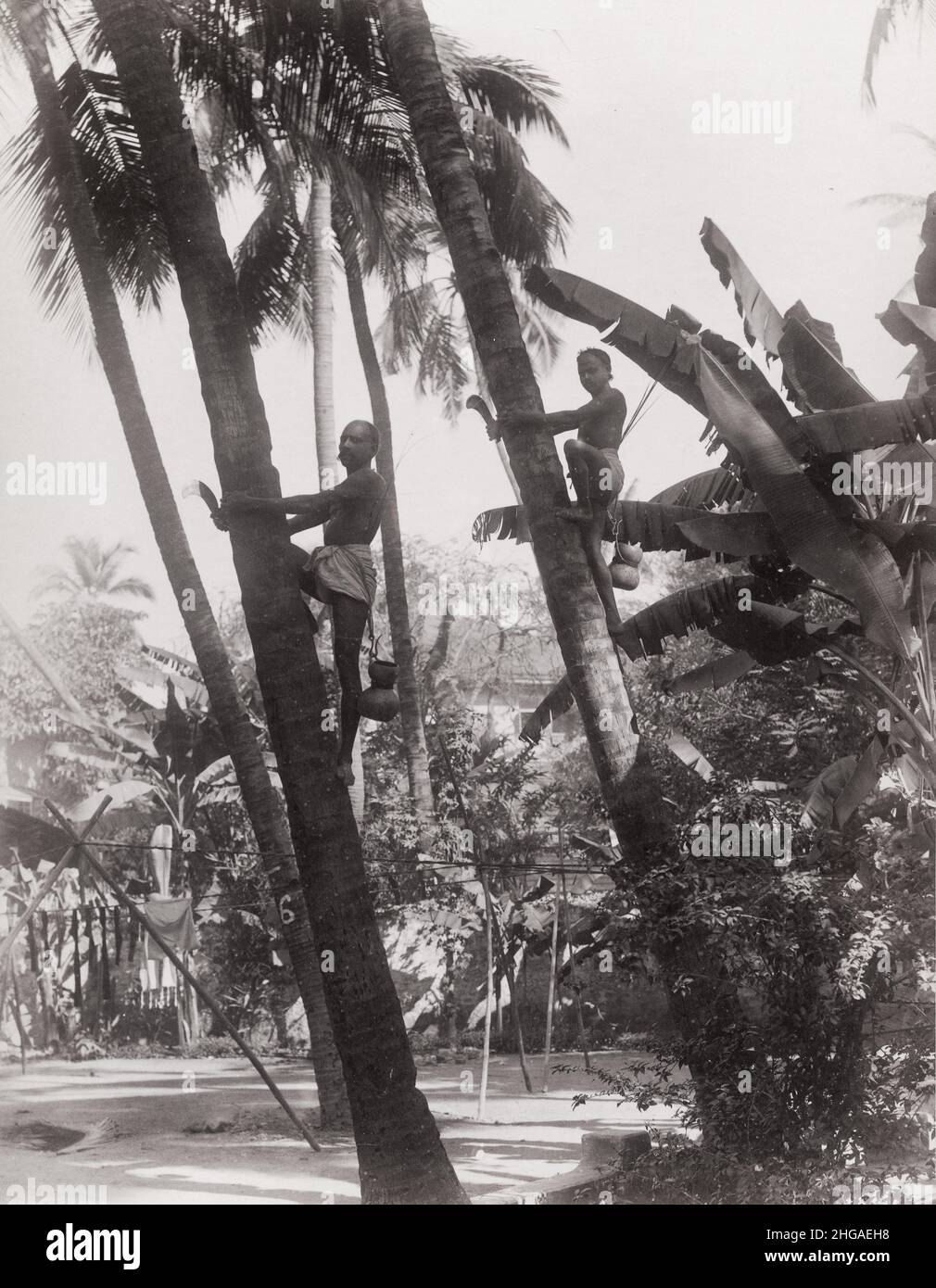Fotografia d'epoca del 19th secolo - uomini che arrampicano palme da cocco, India. Foto Stock