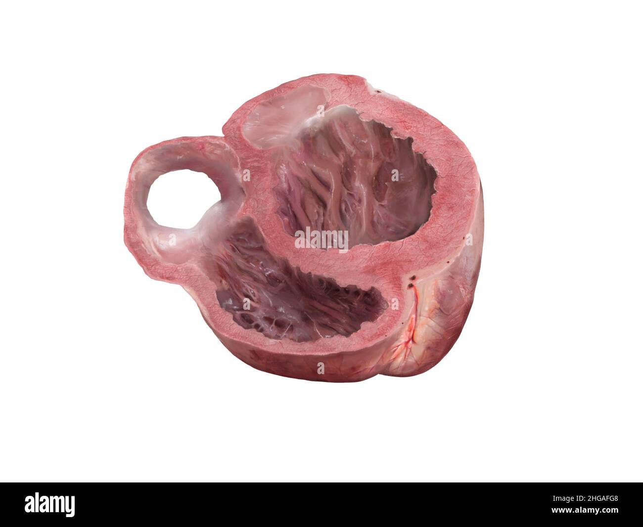 Sezione trasversale dell'anatomia cardiaca . Istruzione di studio schema medico diagramma ventricolo sinistro e destro, ventricoli cardiaci, resa 3D, isolato su bianco bac Foto Stock