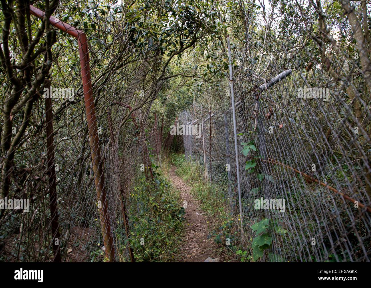 Piantagione di caffè e khat nella fattoria di al Kawbaa, provincia di Jizan, Monti Faifa, Arabia Saudita Foto Stock