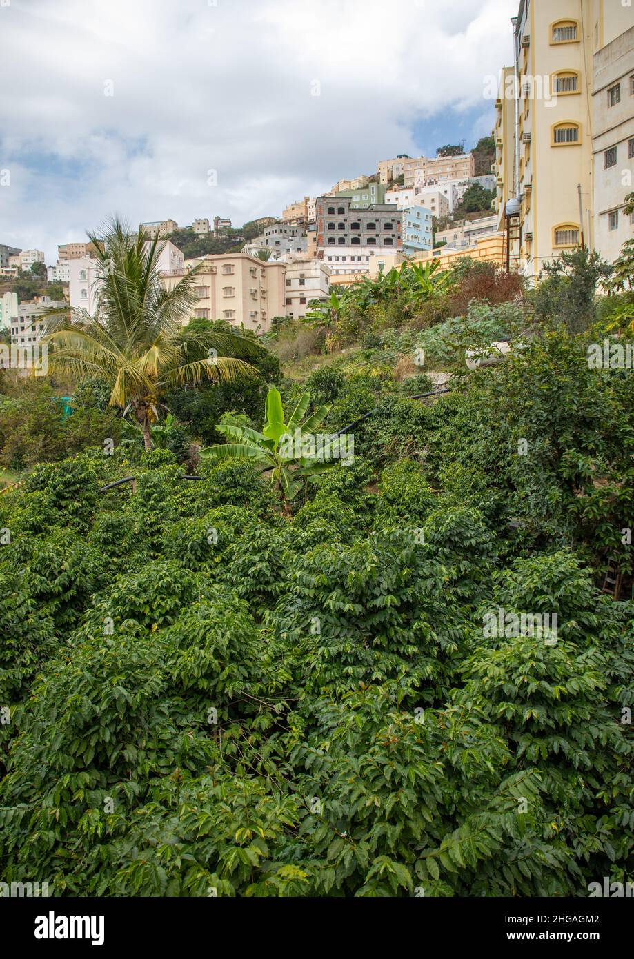 Piantagione di caffè e khat nella fattoria di al Kawbaa, provincia di Jizan, Monti Faifa, Arabia Saudita Foto Stock