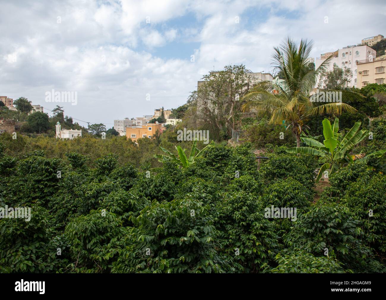 Piantagione di caffè e khat nella fattoria di al Kawbaa, provincia di Jizan, Monti Faifa, Arabia Saudita Foto Stock