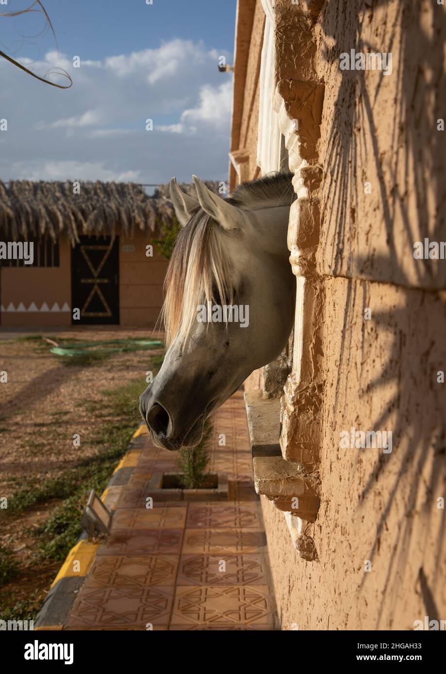 Cavallo arabo nel paddock di Alhazm Stud, provincia di Najran, Khubash, Arabia Saudita Foto Stock