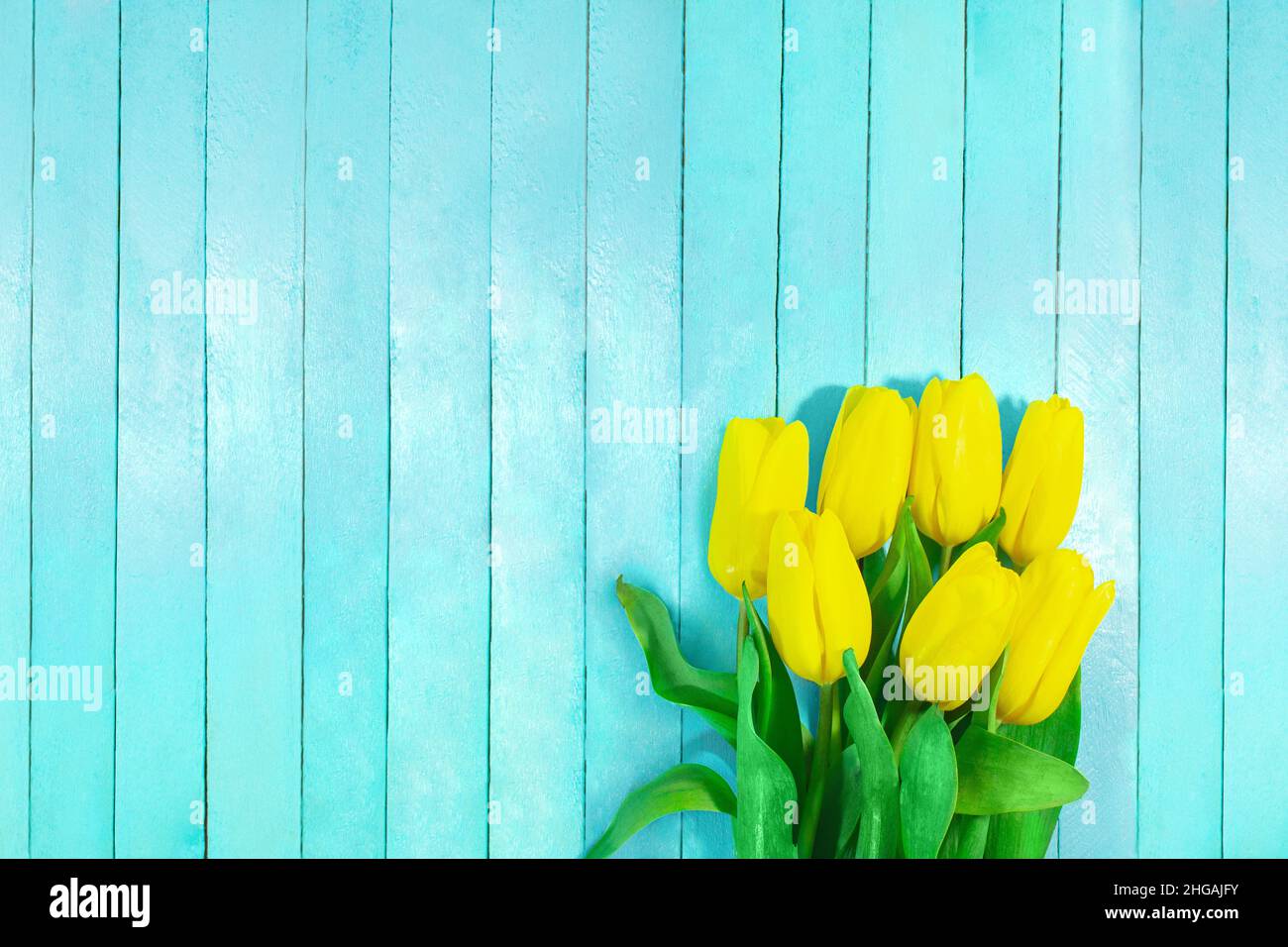 Bouquet di tulipani gialli su tavole di legno blu. Festa, Marzo 8, Giornata Internazionale della Donna. Spazio di copia Foto Stock