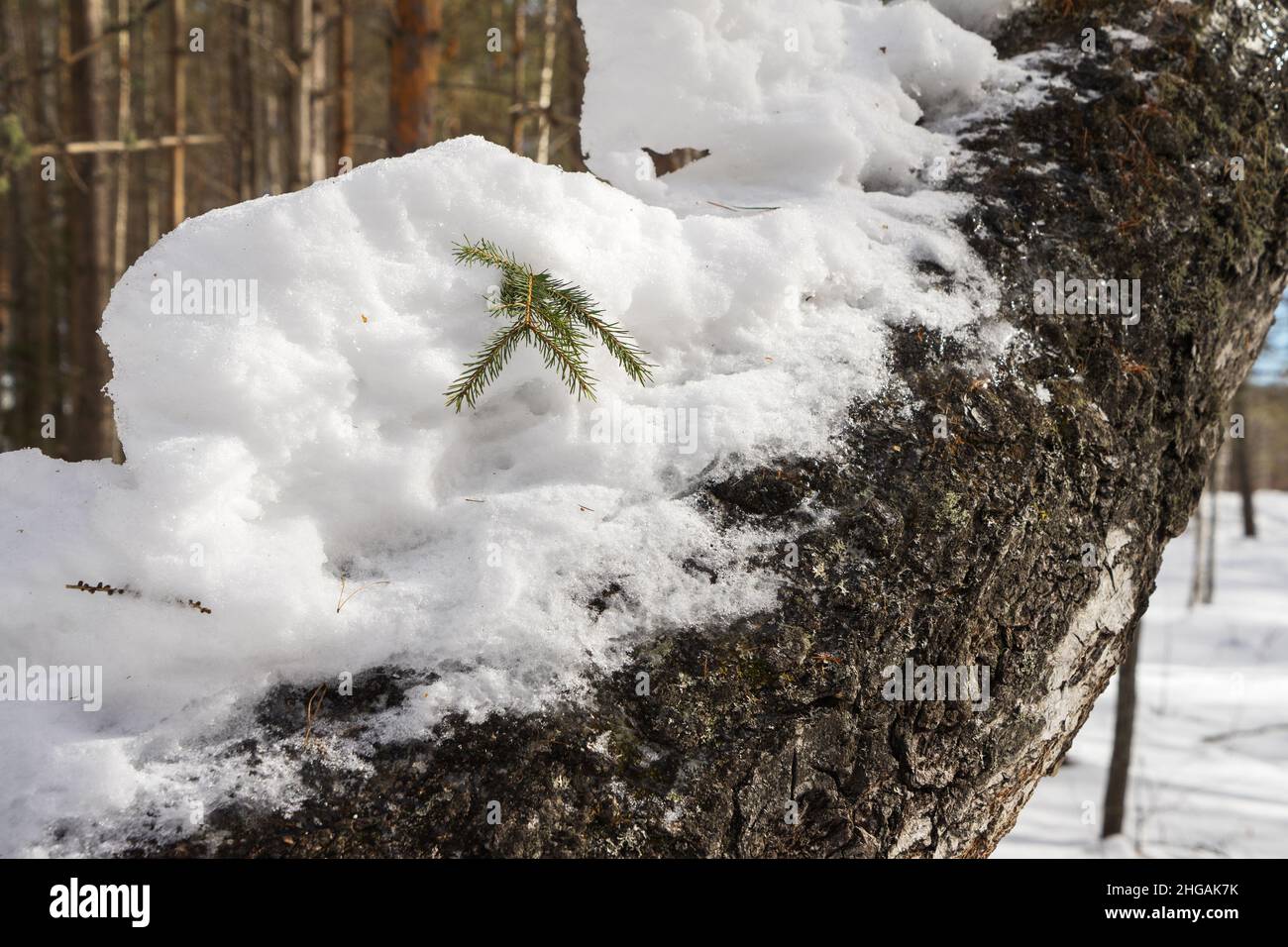Neve e un tronco di abete rotto si snodano su un tronco di betulla da vicino sullo sfondo di una foresta invernale in una giornata di sole. Foto Stock