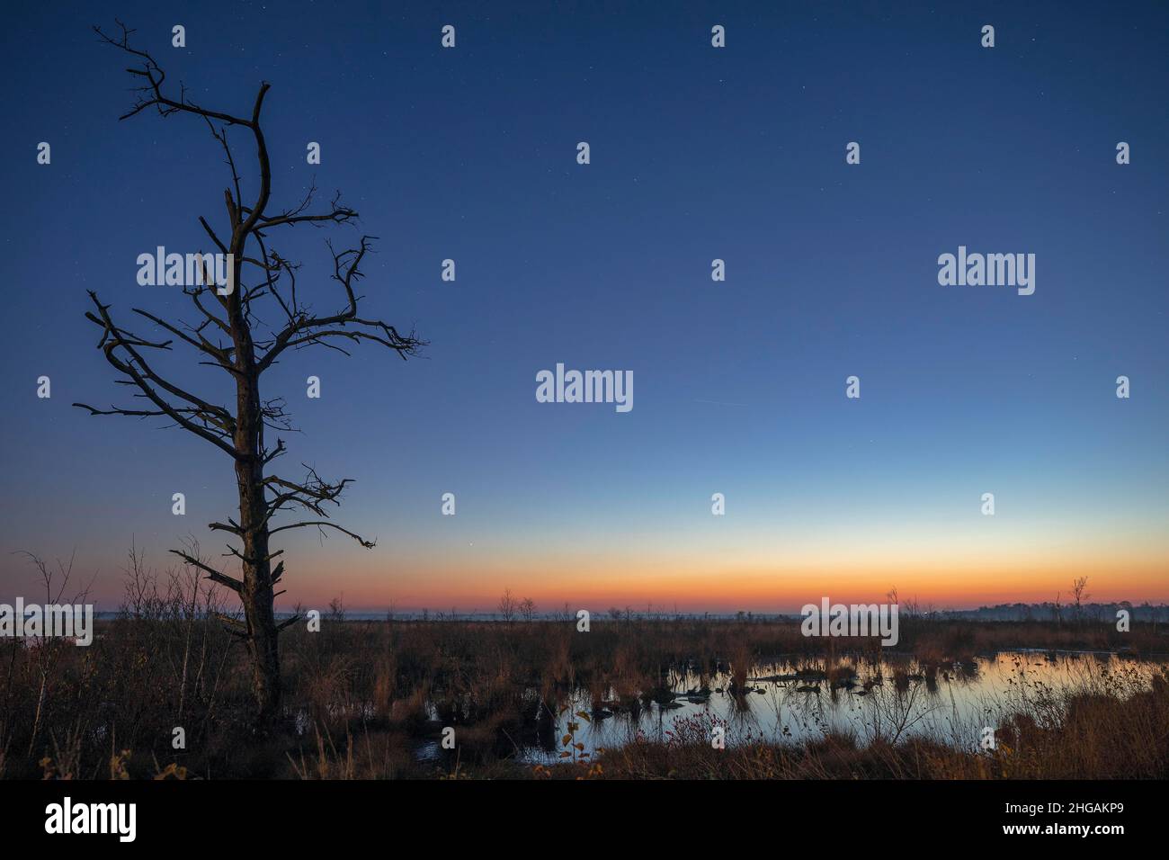 Goldenstedt Moor, tramonto, prime stelle nel cielo, vecchia quercia ai margini di un corpo d'acqua, bassa Sassonia, Germania Foto Stock