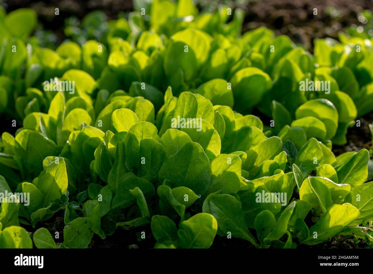 Foglie di lattuga biologica del bambino nella serra. Particolare di giovani pianta coltivati in casa con gelo su di loro in primavera. Foto Stock