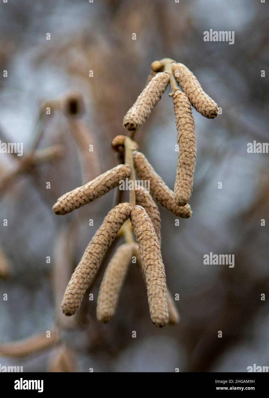 Alder nero europeo (Alnus glutinosa) noto anche come alder comune , nero o Europen. Infiorescenza maschile sospesa . Foto Stock