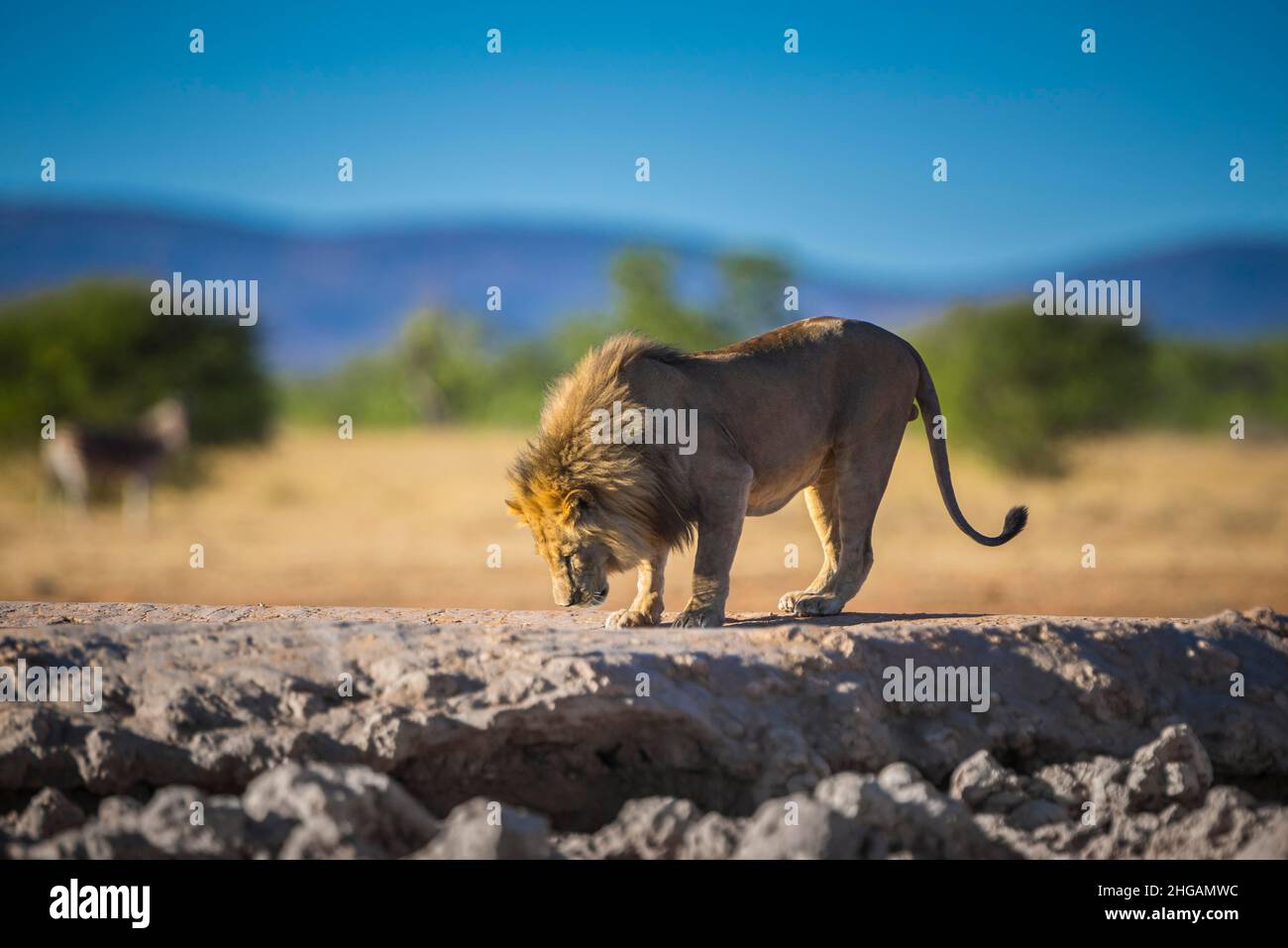 Leone (Panthera leo) maschio che beve in una buca d'acqua, Parco Nazionale Etosha, Namibia Foto Stock