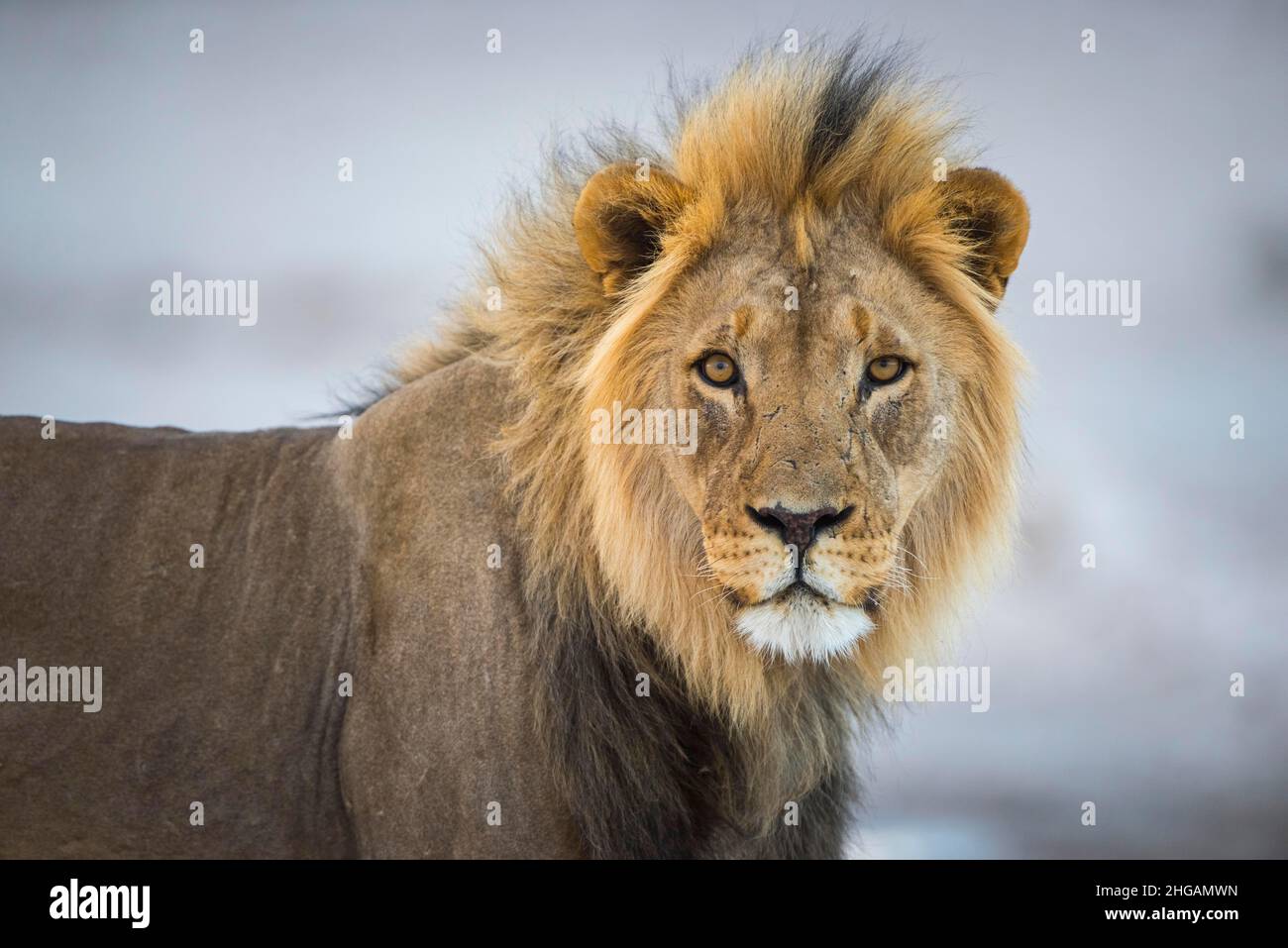 Leone (Panthera leo), animale maschile, Parco Nazionale Etosha, Namibia Foto Stock