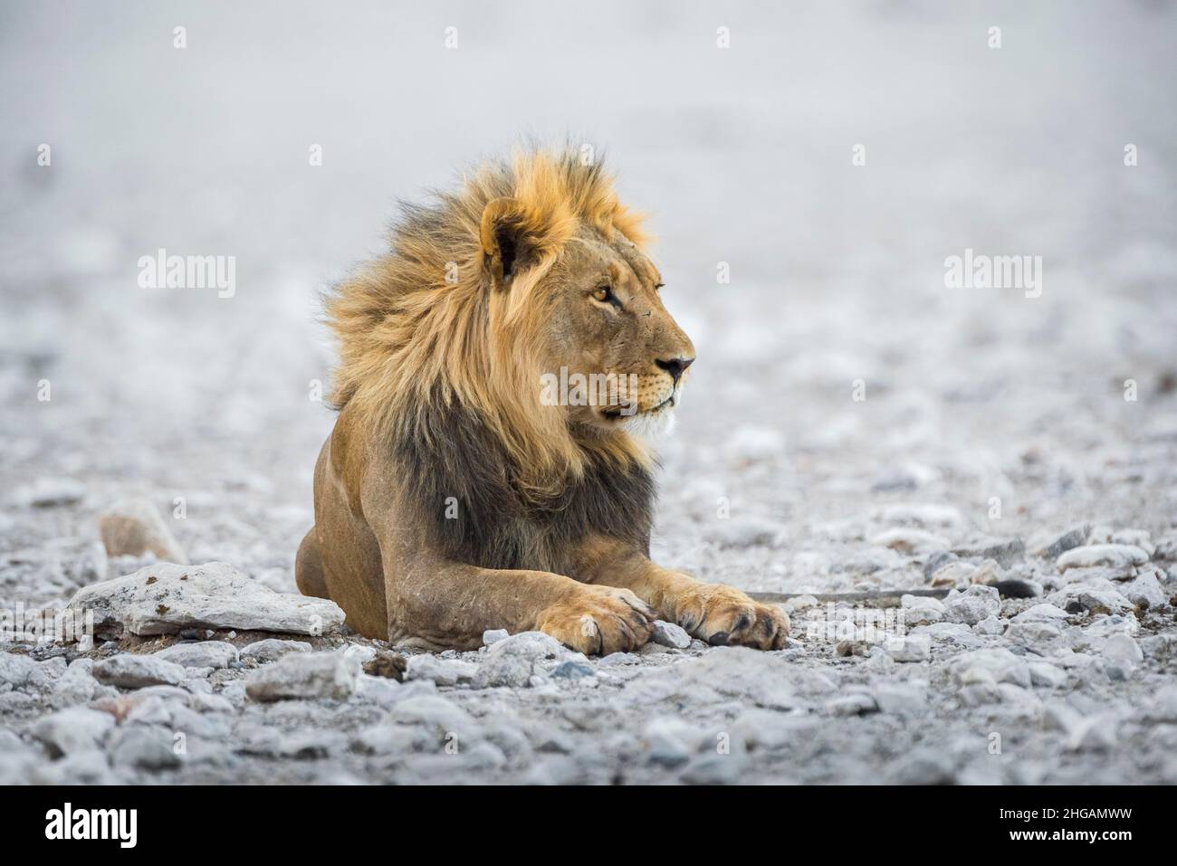 Leone (Panthera leo), animale maschile, Parco Nazionale Etosha, Namibia Foto Stock