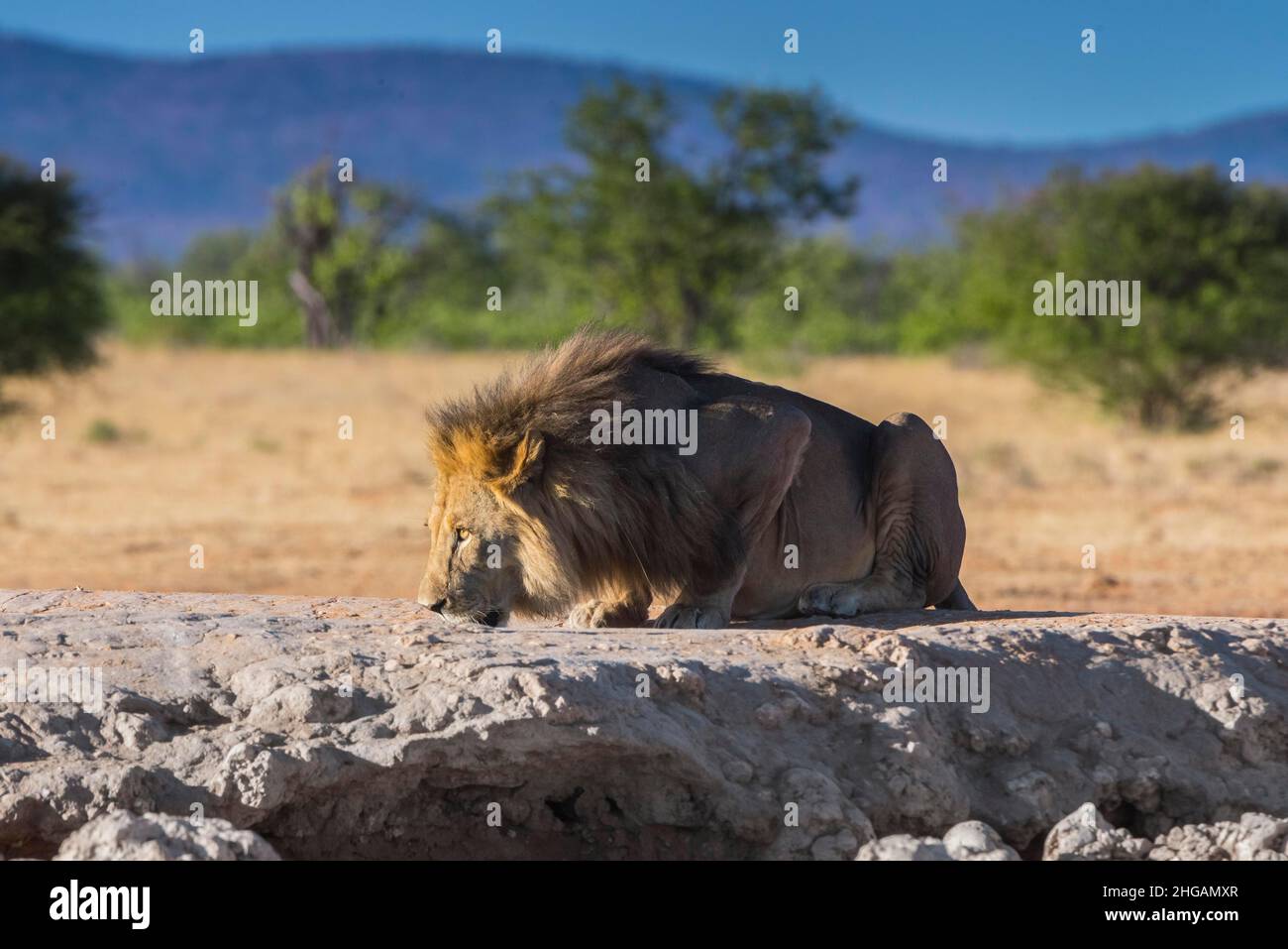 Leone (Panthera leo) maschio che beve in una buca d'acqua, Parco Nazionale Etosha, Namibia Foto Stock