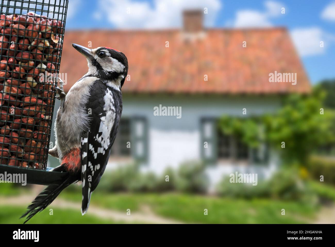 Grande picchiettò picchio (Dendrocopos maggiore) giovane maschio mangiare arachidi da alimentatore di uccelli / alimentatore di uccelli in giardino di casa in campagna Foto Stock