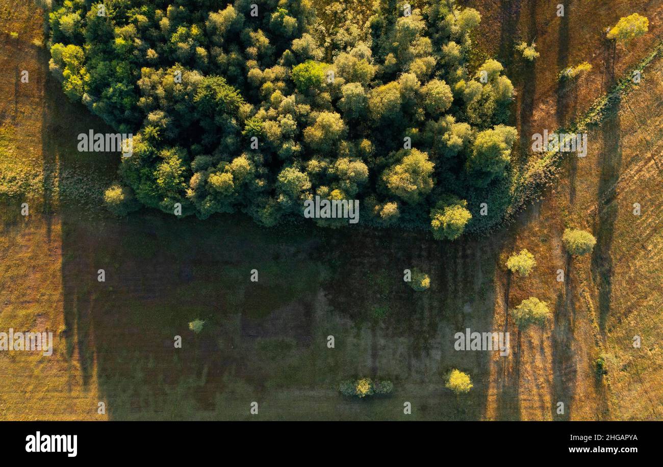 Immagine del drone, boschetto nella riserva naturale Irrsee Nordmooor vicino al villaggio di Laiter, Irrsee, Salzkammergut, Austria superiore, Austria Foto Stock