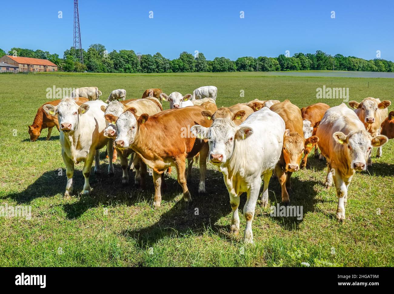Mucche sul pascolo, Kremmen, Brandeburgo, Germania Foto Stock