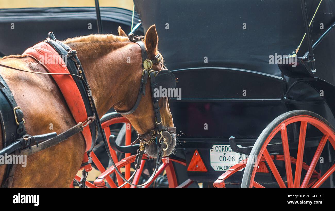 Caballo de una calesa para llevar a gente en frente de la Mezquita-Catedral de Córdoba, España Foto Stock