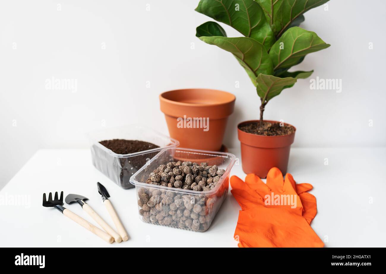 Accessori per trapiantare un flowerpot-ficus lyrata. Vaso casa pianta ficus lirata. Giardinaggio domestico. Piante che sono purificatori di aria Foto Stock