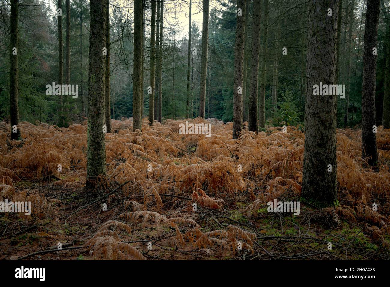 Bagley boschi in una mattinata d'autunno nebbiosa. Un antico bosco nell'Oxfordshire. Foto Stock