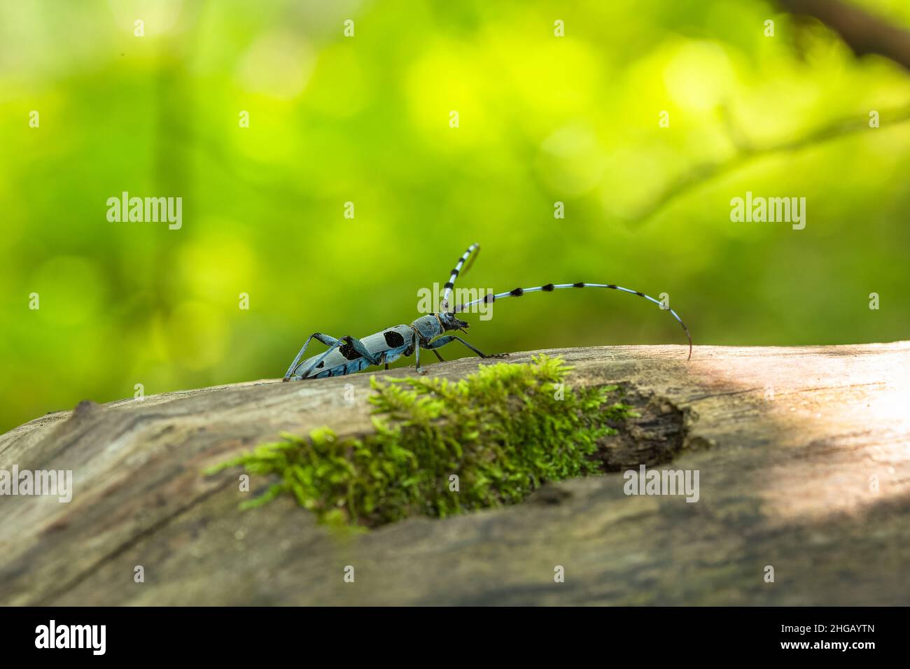 Il Longicorno alpino, un coleottero blu con macchie nere, seduto su una corteccia di alberi in una giornata estiva. Sfondo verde sfocato. Spazio di copia. Foto Stock