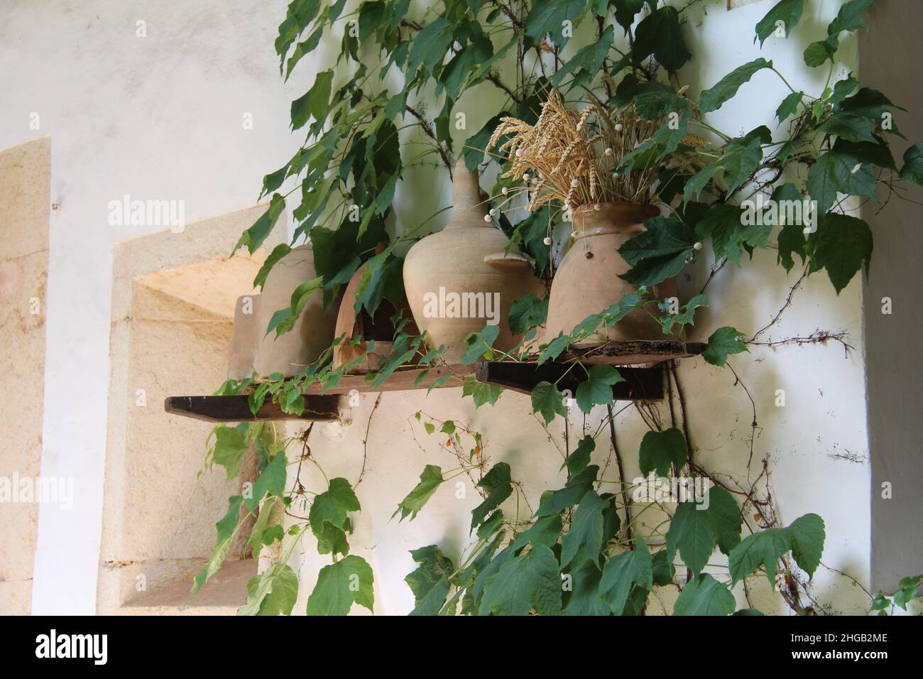 Caraffe gialle argillose con spikelets di grano su una mensola di legno su una parete bianca con edera verde bello Foto Stock