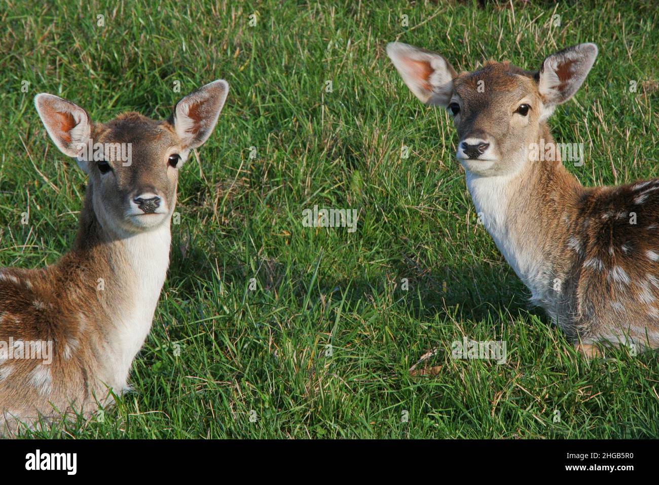 Cervi in un giardino zoologico a Vienna, Austria, Europa Foto Stock